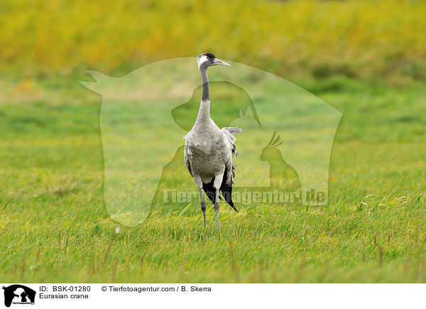 Eurasian crane / BSK-01280