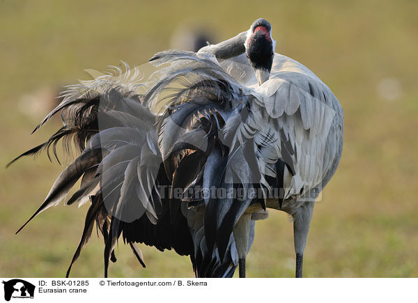 Eurasian crane / BSK-01285