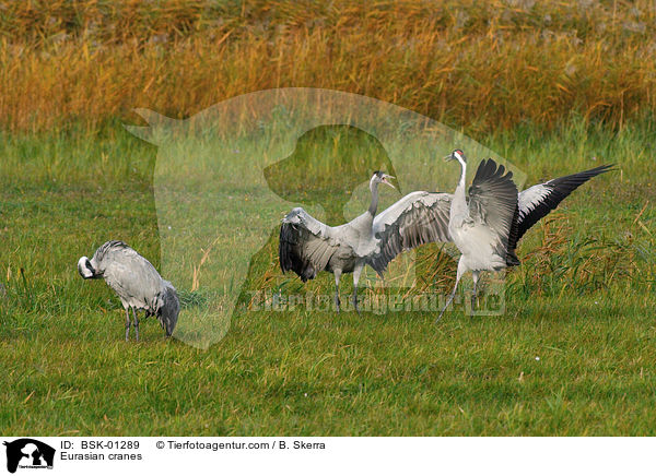 Eurasian cranes / BSK-01289