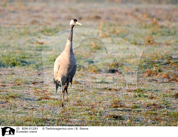 Eurasian crane / BSK-01293