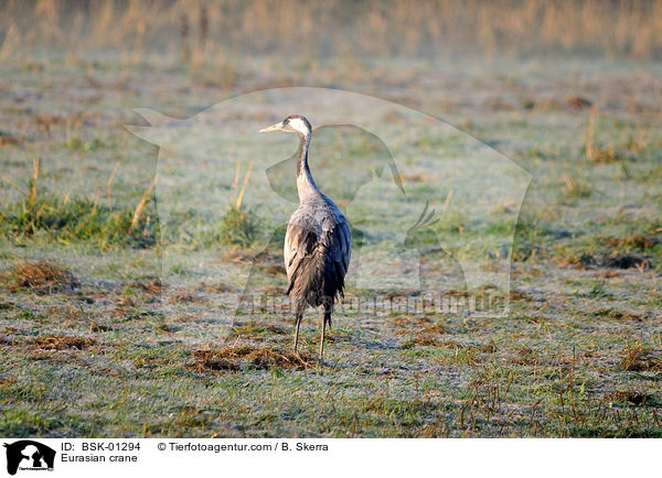 Eurasian crane / BSK-01294