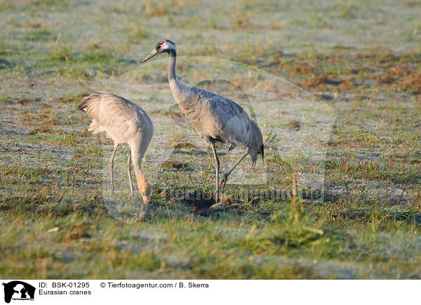 Eurasian cranes / BSK-01295