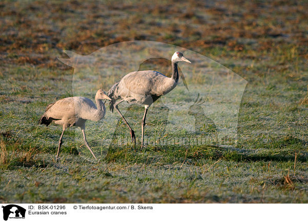 Eurasian cranes / BSK-01296