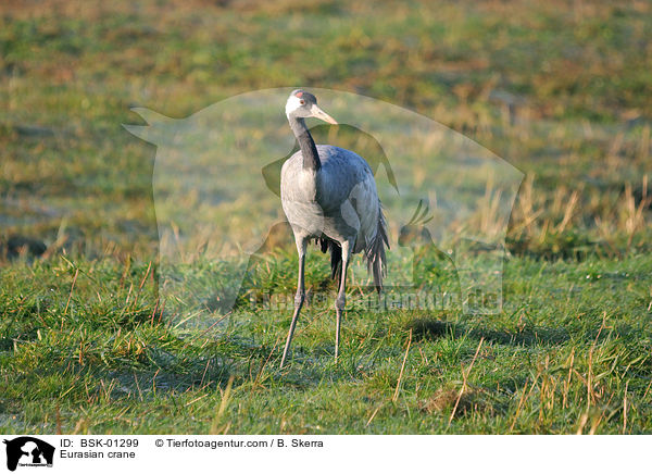 Eurasian crane / BSK-01299