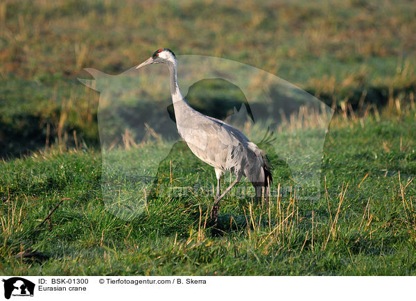 Eurasian crane / BSK-01300