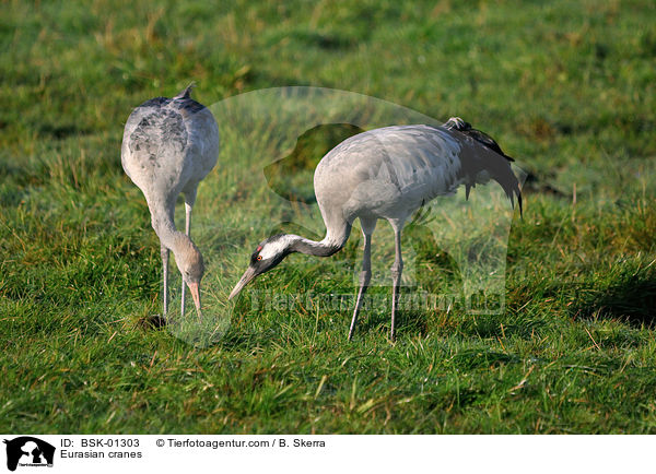 Eurasian cranes / BSK-01303