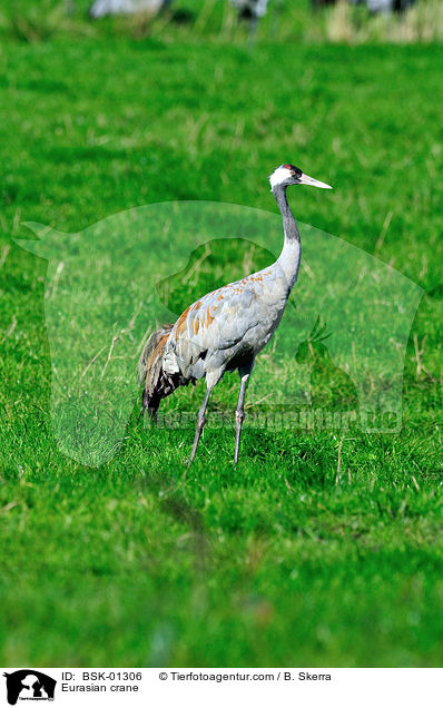 Eurasian crane / BSK-01306