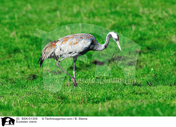 Eurasian crane / BSK-01309