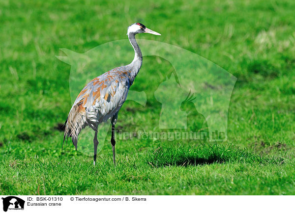 Eurasian crane / BSK-01310