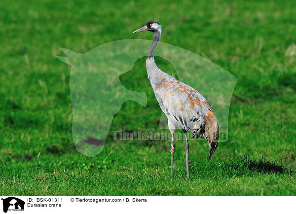 Eurasian crane / BSK-01311