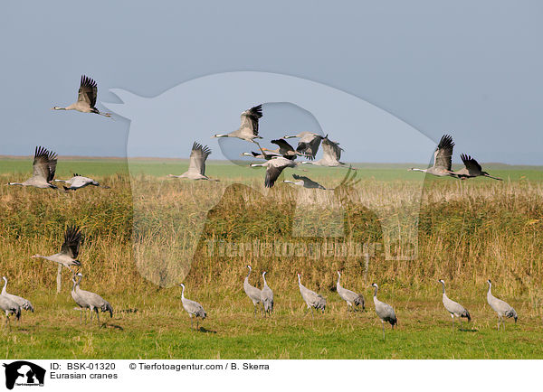 Eurasian cranes / BSK-01320