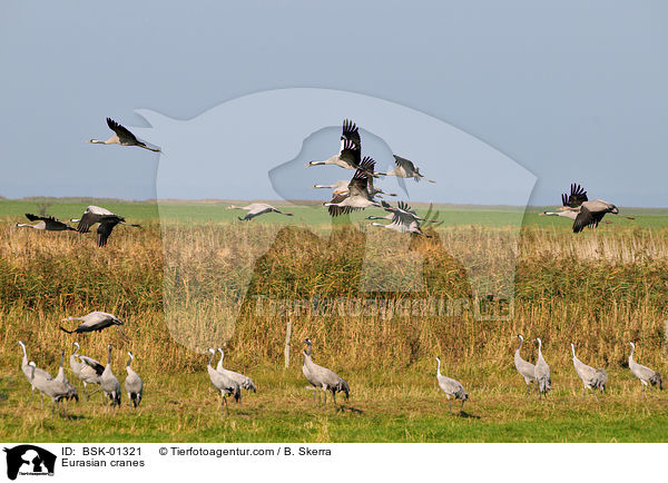 Eurasian cranes / BSK-01321