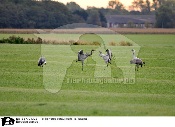 Eurasian cranes / BSK-01322