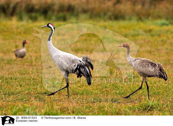 Eurasian cranes / BSK-01323