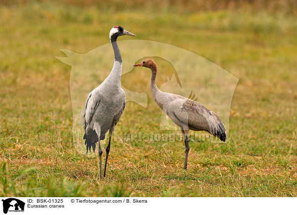 Eurasian cranes / BSK-01325