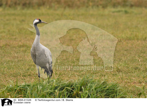 Eurasian crane / BSK-01326