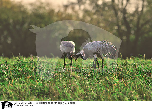 Eurasian cranes / BSK-01327