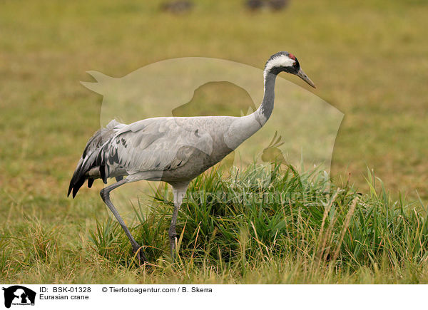 Eurasian crane / BSK-01328