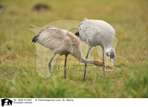 Eurasian cranes / BSK-01329