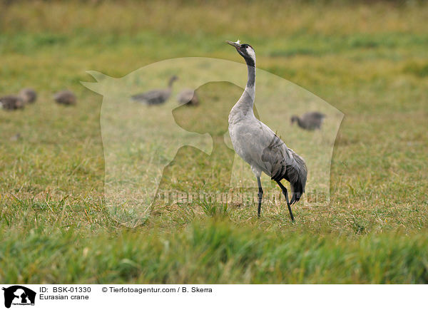 Eurasian crane / BSK-01330