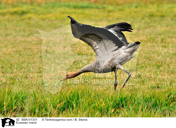 Eurasian crane / BSK-01331