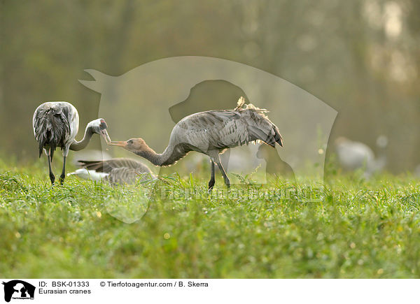 Eurasian cranes / BSK-01333