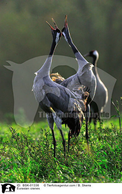 Eurasian cranes / BSK-01336