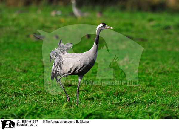 Eurasian crane / BSK-01337