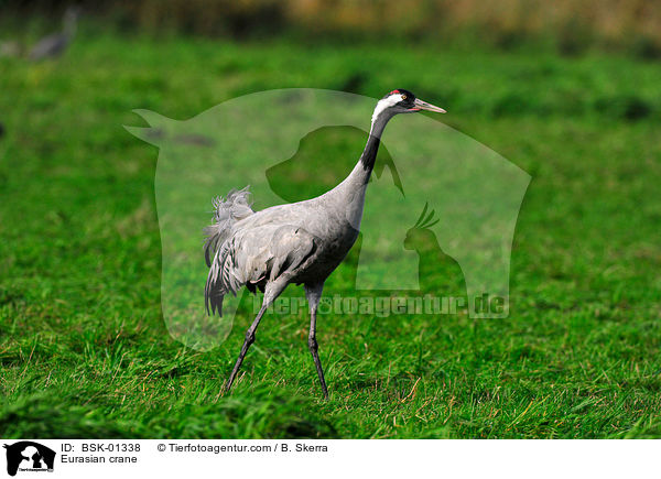 Eurasian crane / BSK-01338