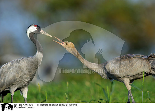 Eurasian cranes / BSK-01339