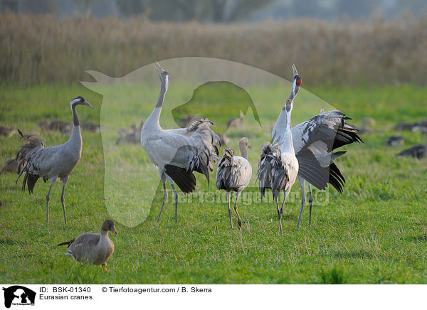 Eurasian cranes / BSK-01340