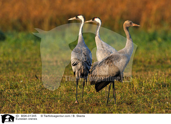 Eurasian cranes / BSK-01345