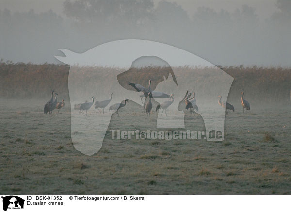 Eurasian cranes / BSK-01352