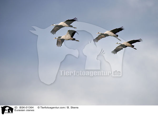 Eurasian cranes / BSK-01364