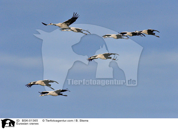 Graue Kraniche / Eurasian cranes / BSK-01365