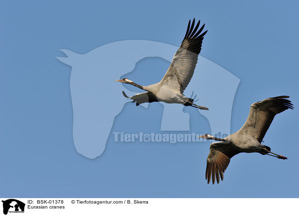 Eurasian cranes / BSK-01378