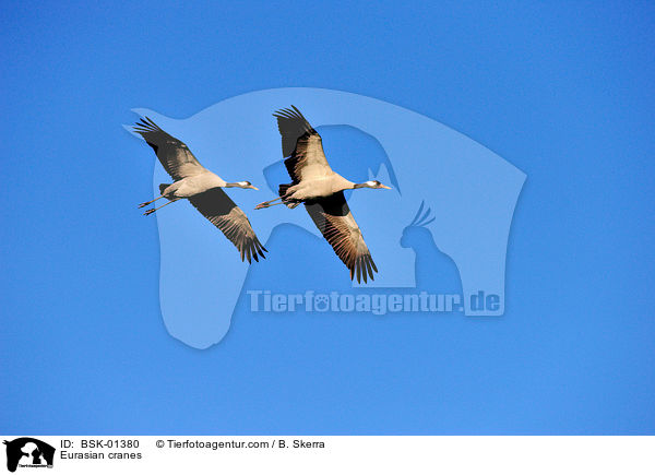 Eurasian cranes / BSK-01380