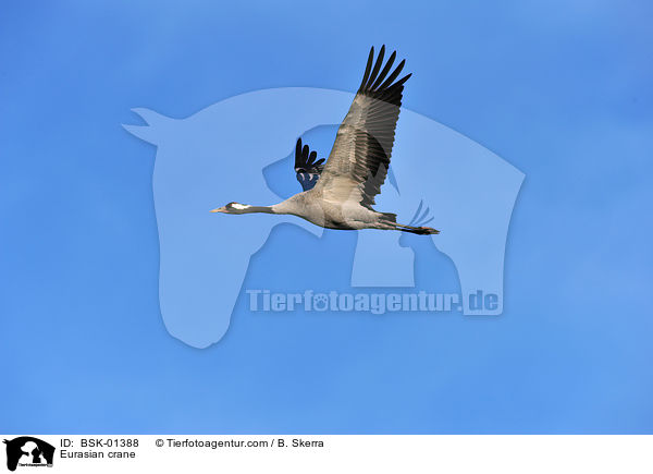 Eurasian crane / BSK-01388