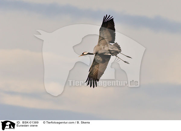 Eurasian crane / BSK-01389