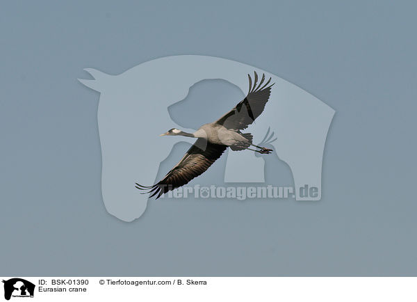 Eurasian crane / BSK-01390