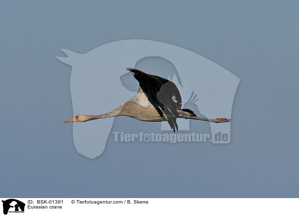 Eurasian crane / BSK-01391