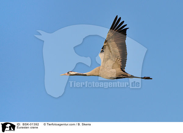 Eurasian crane / BSK-01392