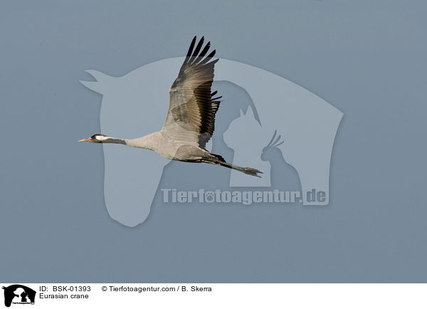 Eurasian crane / BSK-01393