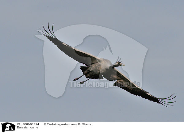 Eurasian crane / BSK-01394