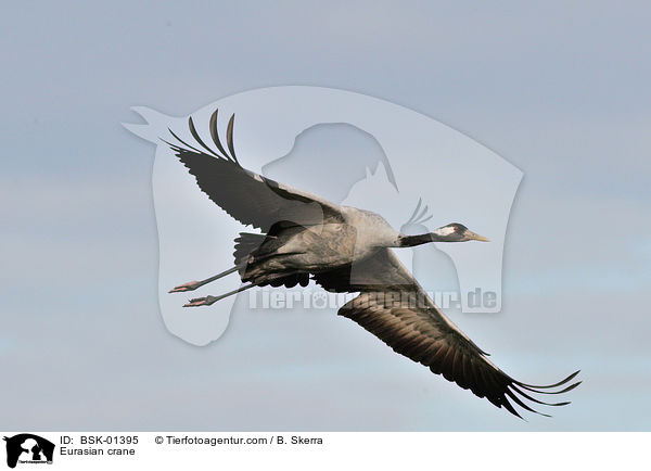 Eurasian crane / BSK-01395