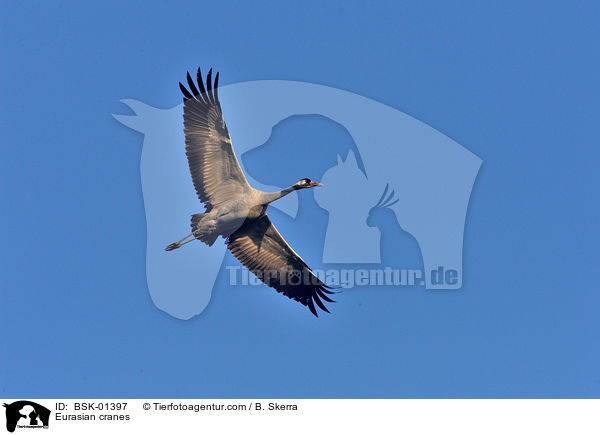 Eurasian cranes / BSK-01397