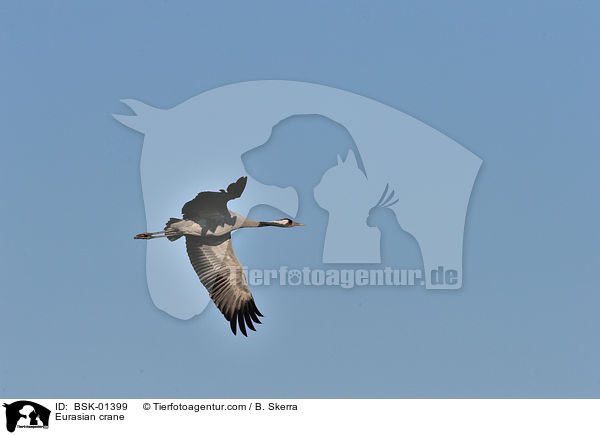 Eurasian crane / BSK-01399