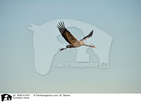 Eurasian crane / BSK-01401