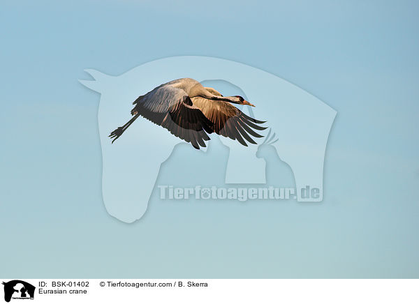 Eurasian crane / BSK-01402