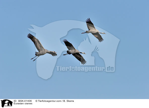 Eurasian cranes / BSK-01406